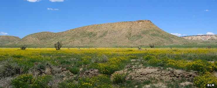 A spring wildflower view in Ojito Wilderness