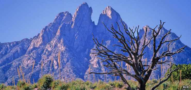 In the Organ Mountains