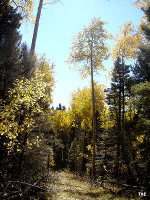 Looking down a trail through the aspens in Carson National Forest