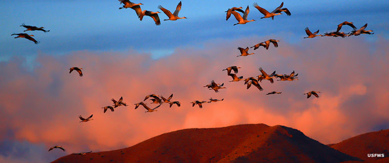 Sandhill cranes flying at sunset