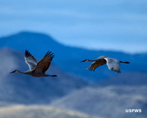 Sandhill cranes at Bosque del Apache NWR