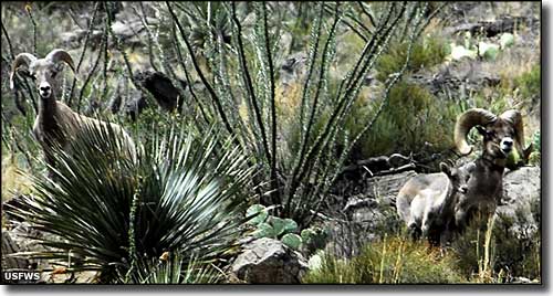 Desert bighorn sheep at San Andres National Wildlife Refuge