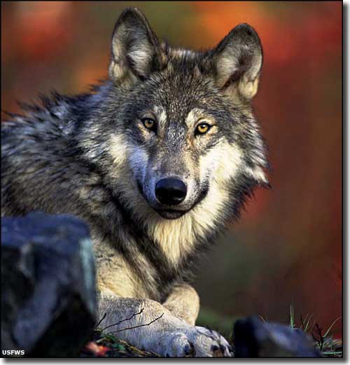 A Mexican wolf at Sevilleta National Wildlife Refuge