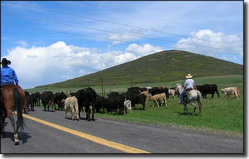 A cattle drive on Johnson Mesa