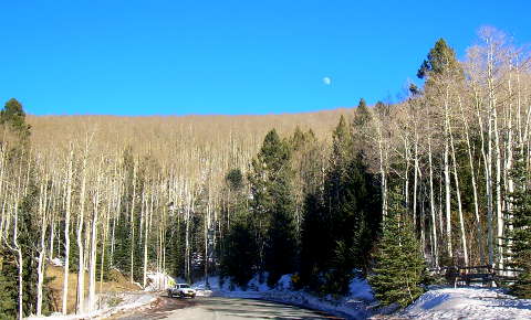 The moon rising above a grove of aspens along the Santa Fe National Forest Scenic Byway