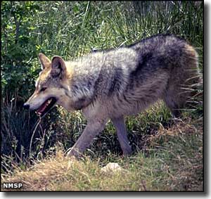 Mexican wolf at Living Desert Zoo and Gardens
