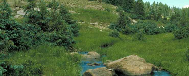 A small stream fows through a meadow in the forested San Pedro Parks Wilderness