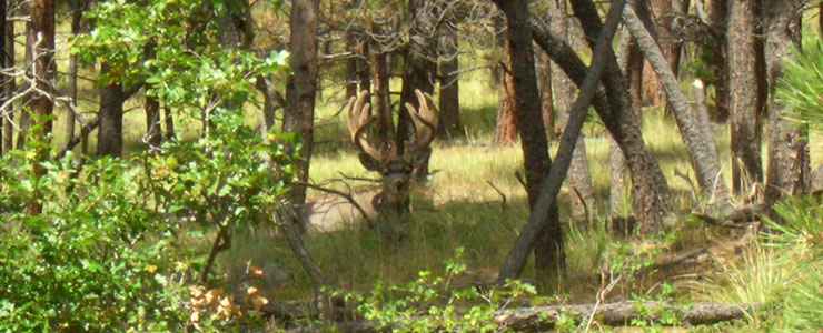 A mule deer buck in Withington Wilderness