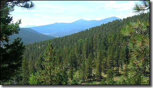 Looking across a forested slope to the Sierra Blanca from within Capitan Mountains Wilderness
