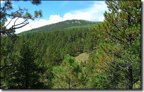 Looking uphill over dense forest in Cruces Basin Wilderness