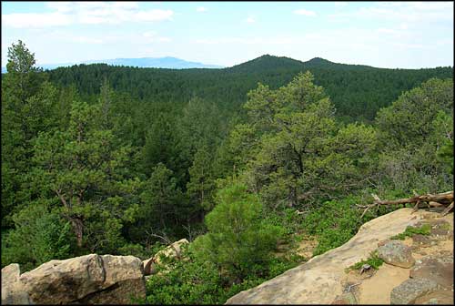 Another view across the forest in Cruces Basin Wilderness