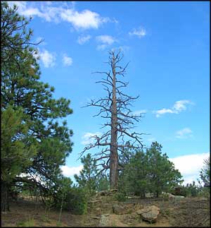 An old snag in Cruces Basin Wilderness
