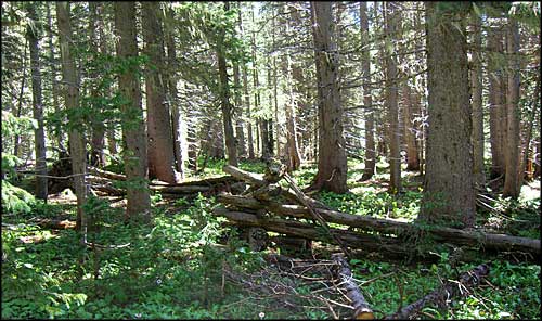 An old fence in among the spruces and firs