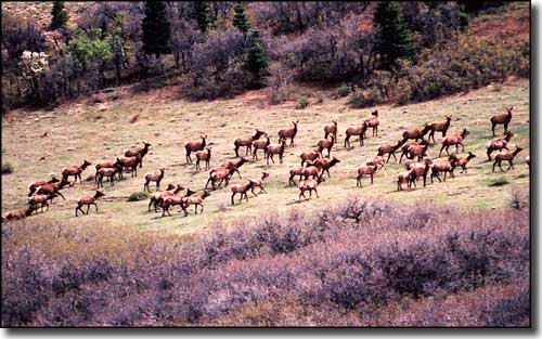 Rocky Mountain elk in Pecos Wilderness