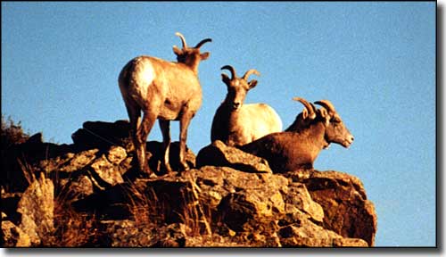 Rocky Mountain Bighorn sheep