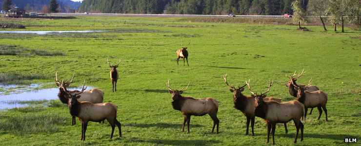 Elk at the Dean Creek Elk Viewing Area