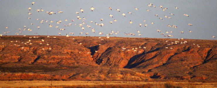 Birds in the air above Bitter Lake National Wildlife Refuge