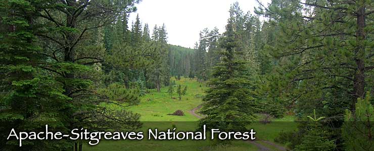 A trail winds its way into the trees at Apache-Sitgreaves National Forest