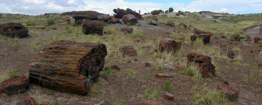 In the Big Logs area at Petrified Forest National Park