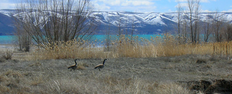 A pair of geese at the southern edge of Bear Lake National Wildlife Refuge