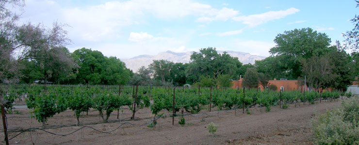 Grape vines along Corrales Road