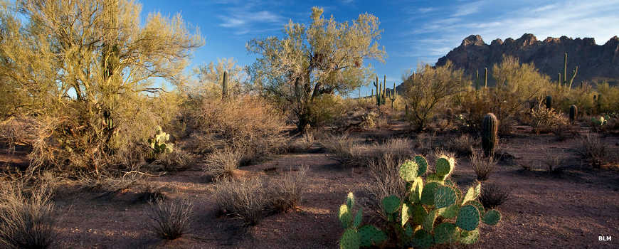 Looking through the forest at Ironwood Forest National Monument