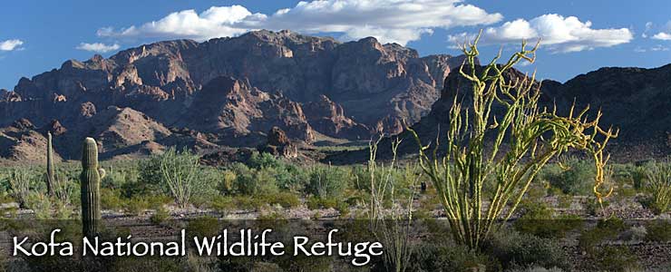 Ocotillo, open desert and stark mountains at Kofa National Wildlife Refuge
