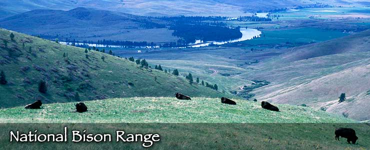 Bison roming across a grassy hillside at National Bison Range