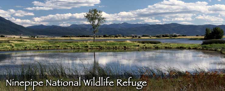 Looking across the ponds and wetlands of Ninepipe National Wildlife Refuge to the Cabinet Mountains beyond