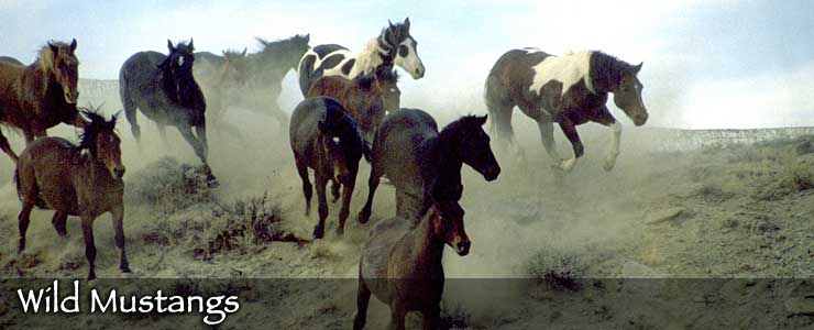 Wild Mustangs on open rangeland
