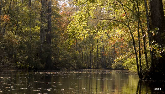 The swamp when water is high