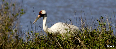 A Whooping crane at Aransas National Wildlife Refuge
