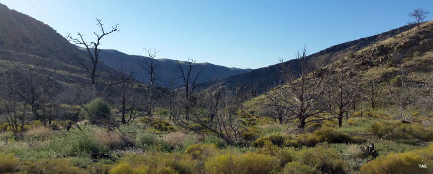 Remnants of the fires near Joshua Tree National Natural Landmark