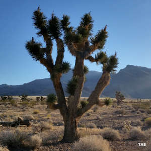 A Joshua tree in the Beaver Dam Wash area