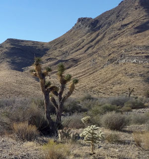 Typical view in the Beaver Dam Mountains Wilderness