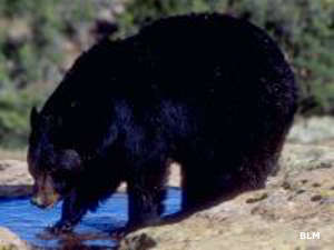 A black bear in Beartrap Canyon Wilderness