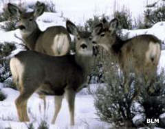Mule deer at Blackridge Wilderness