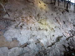 More fossilized dinosaur bones embedded in the stone wall