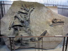 A separate display of a dinosaur skeleton still embedded in stone
