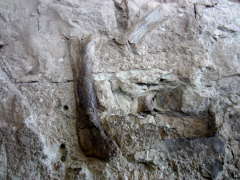 A close-up view of fossilized bones still in the quarry wall