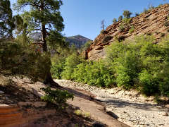 A dry stream bed through the Ponderosas