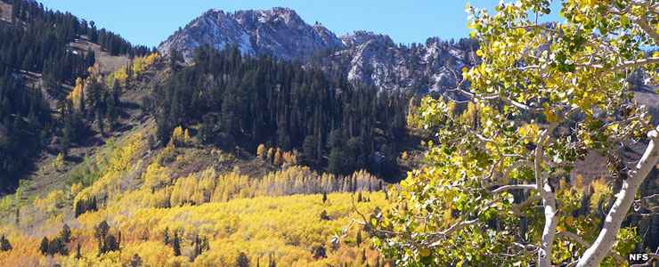 Aspens in fall colors along the Big Cottonwood Canyon Scenic Byway