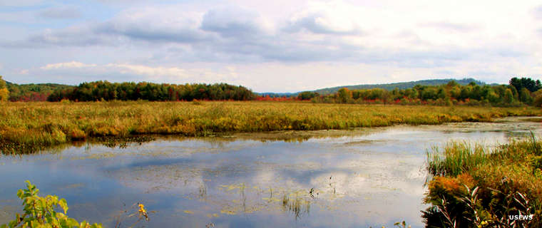 Wetlands and forest in the fall at Missisquoi National Wildlife Refuge