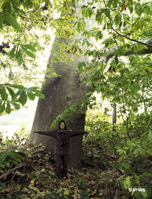 Old growth tree cover on the Ohio River Islands National Wildlife Refuge