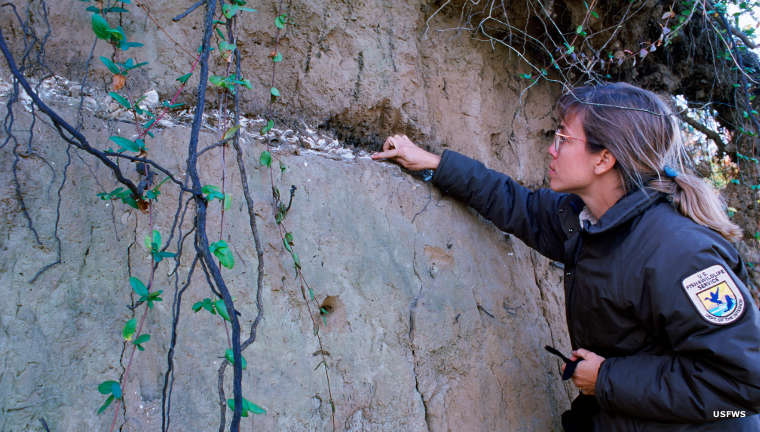 Investigating the layers of sediment deposition at Ohio River Islands National Wildlife Refuge