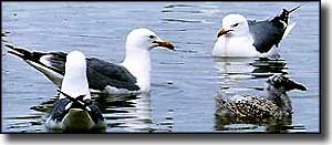 California gulls at Bamforth National Wildlife Refuge