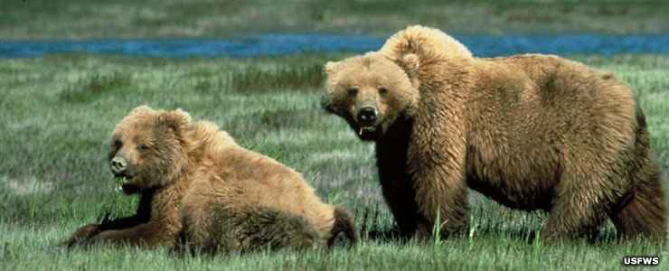 Grizzly bears at Winegar Hole Wilderness