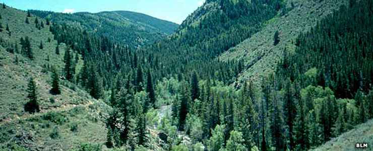 In the Encampment River Wilderness