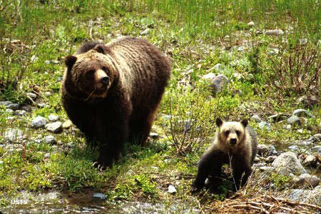 A grizzly bear sow and her cub