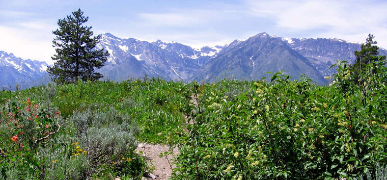 Typical mountain view in the Jedediah Smith Wilderness